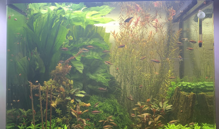 aquarium Osaka 155 Baisodrome