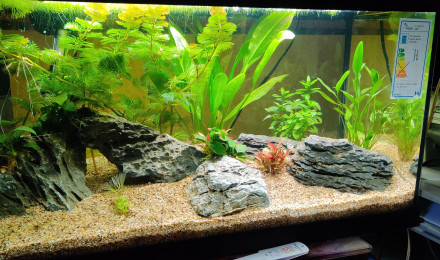 aquarium 54l planté
