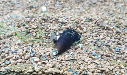 aquarium Projet Amazonien