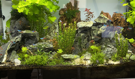 aquarium Aquatlantis 200l  aquascaping