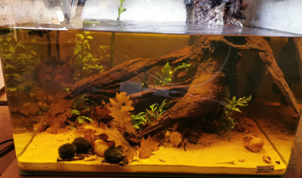 aquarium Brackish water 55L