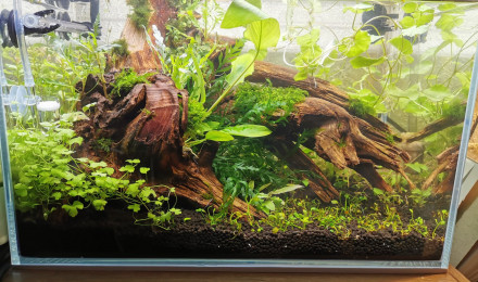 aquarium Tryscape microfish