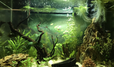 aquarium Havre de paix