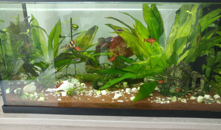 aquarium mon aquarium