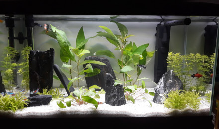aquarium mon premier aquarium