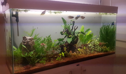 aquarium Petite graine de vie