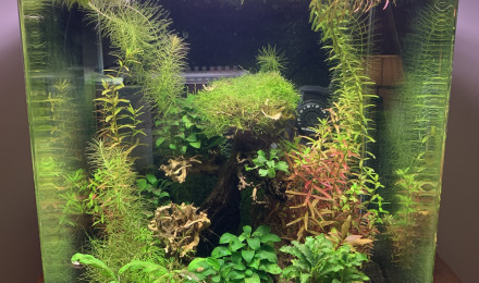 aquarium Dennerle 35L Betta