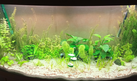 aquarium Bac 300L Léo