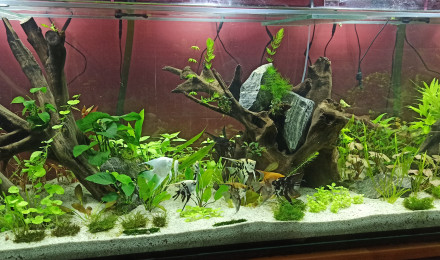 aquarium 1000L Scalaires
