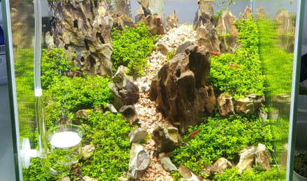 aquarium Aquascape