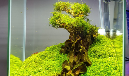 aquarium Aquascape