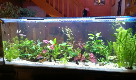 aquarium Petit 600
