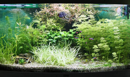 aquarium JUWEL TRIGON 350