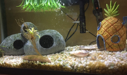aquarium Bac détente