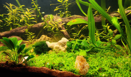 aquarium Amazonien