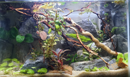 aquarium Nano 20L Yellow