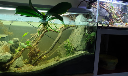 aquarium 100L Cory Paradise