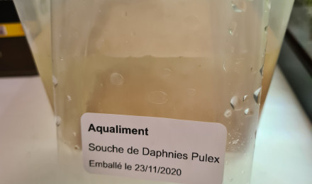 aquarium Daphnies