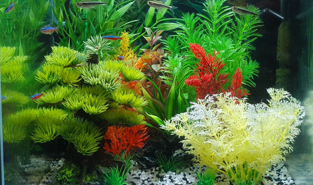 aquarium Aquarium Moon