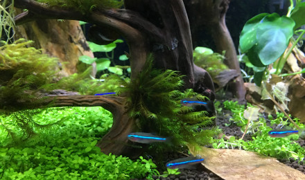 aquarium Nanocube Dennerle 30L