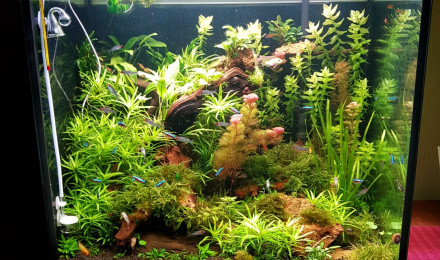 aquarium Aquascaping amazonien