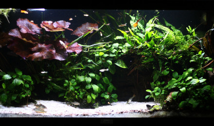 aquarium MOONLIGHT SHADOW