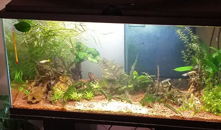 aquarium Aquas guppys crevettes