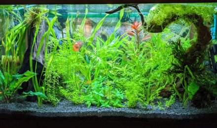 aquarium Sur la Route des Laves