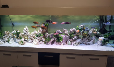 aquarium 600l malawi