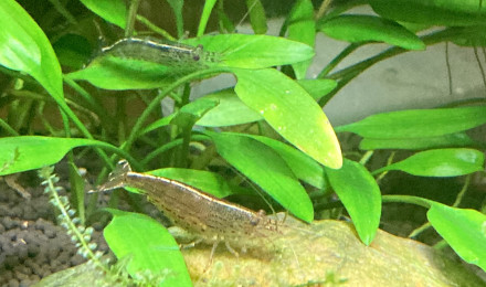 aquarium Aqua BETTA 18L