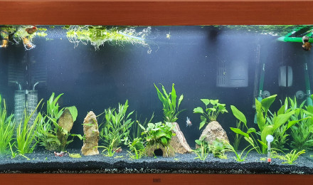 aquarium Orandas télescopes