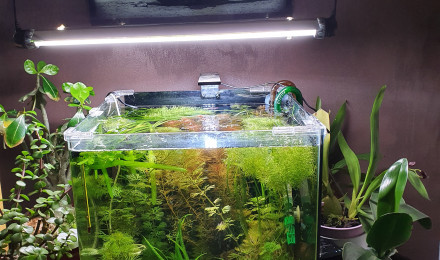 aquarium Bac secondaire