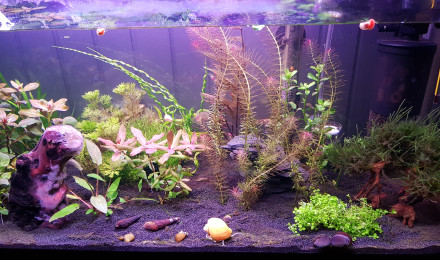 aquarium Premier aquarium