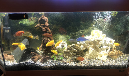 aquarium Cichlidés malawi