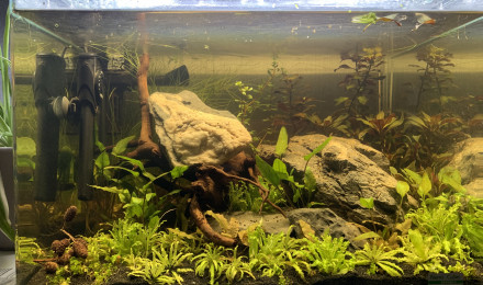 aquarium Scaper Tank Aquascape crevette