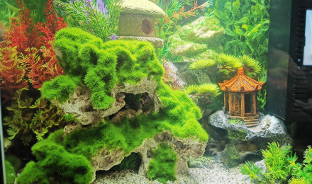 aquarium Aquarium 40L