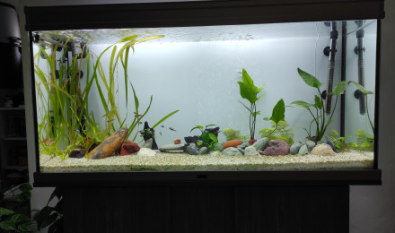 aquarium 250 Litres