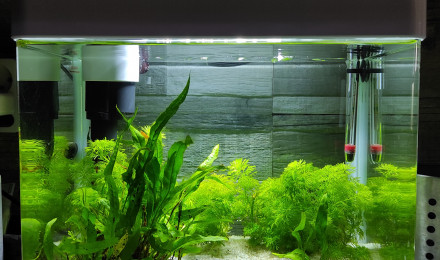aquarium 20L cuisine