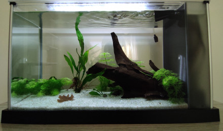 aquarium 20 L bureau