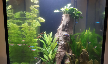 aquarium 96 litres