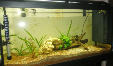 aquarium 100l guppy