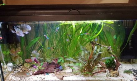aquarium Premier aquarium
