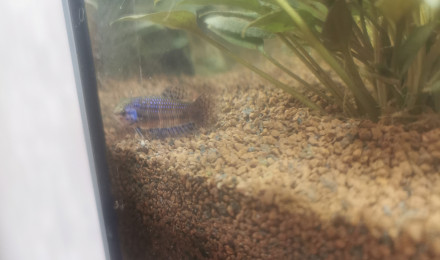 aquarium Betta alien blue