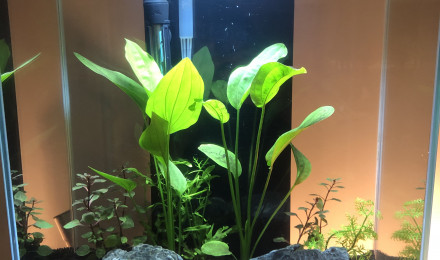 aquarium Fluvial edge