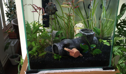 aquarium 50L d appartement