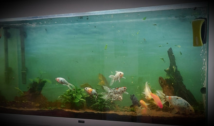aquarium Le Cypriland