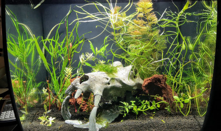 aquarium Projet