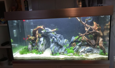 aquarium AQUAmichelSCAPING