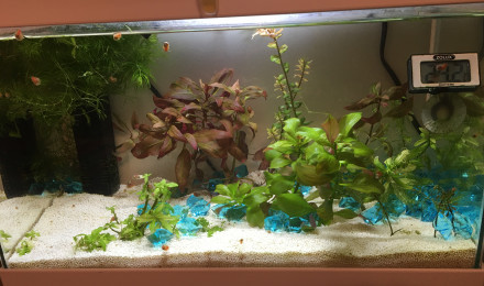 aquarium Blue shrimp