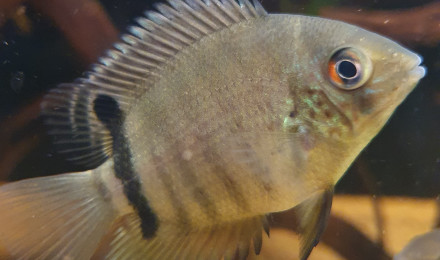 aquarium Cichlidés Amérique du Sud